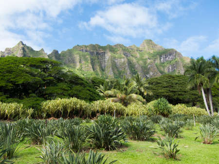 Oahu Paliの写真素材