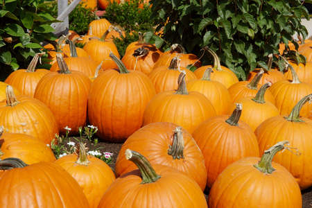 Pumpkins waiting to be picked in a patchの写真素材