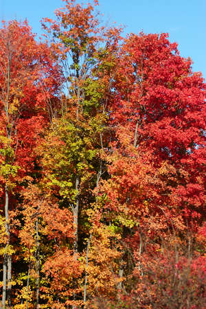 A copse of trees with fall colors
