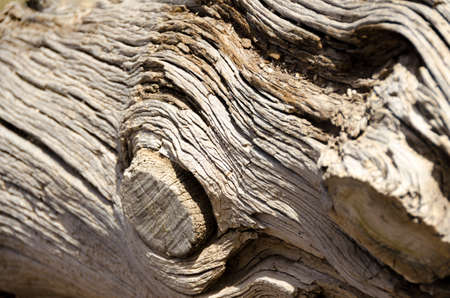Close up view of a weathered tree showing a knotの写真素材