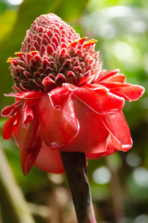 Red Heliconia after a rain on Mauiの写真素材