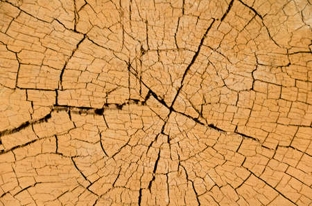 Cross section of a tree showing detail of growth rings and cracks