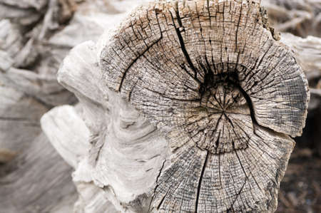 Detail of weathered driftwood found on the Chilean coast in Patagoniaの写真素材