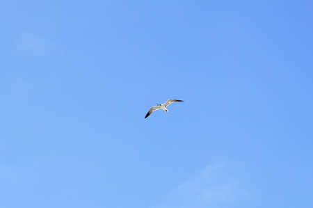 Sea birds flying against blue sky and clouds  Suitable for portrait or landscape backgrounds with sufficient area to permit cropping to show coming or going の写真素材