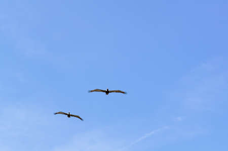 Sea birds flying against blue sky and clouds  Suitable for portrait or landscape backgrounds with sufficient area to permit cropping to show coming or going の写真素材