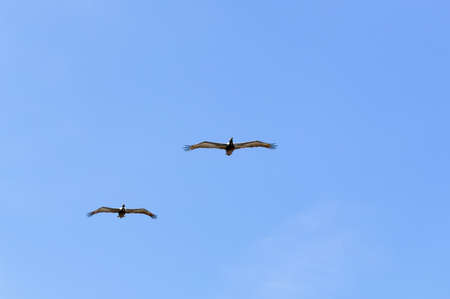 Sea birds flying against blue sky and clouds  Suitable for portrait or landscape backgrounds with sufficient area to permit cropping to show coming or going の写真素材