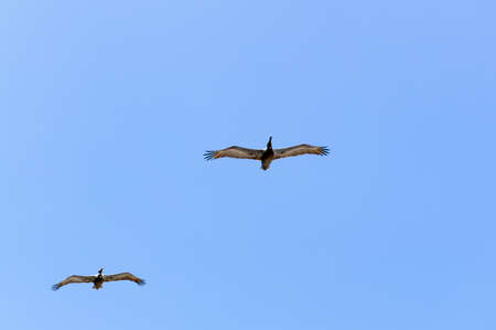 Sea birds flying against blue sky and clouds  Suitable for portrait or landscape backgrounds with sufficient area to permit cropping to show coming or going の写真素材