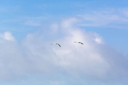 Sea birds flying against blue sky and clouds. Suitable for portrait or landscape backgrounds with...