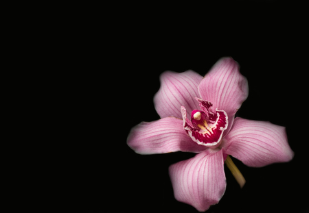 Pink orchids - black backgroundの写真素材