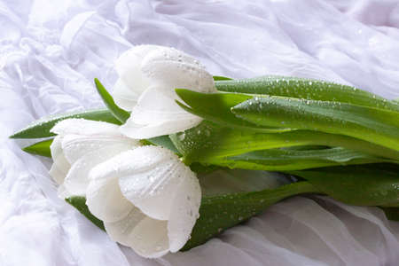 White tulips with water drops - white backgroundの写真素材