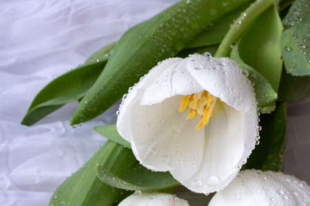 White tulips with water drops - white backgroundの写真素材