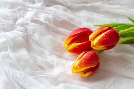 Yellow and red tulips bouquet with water drops - white backgroundの写真素材