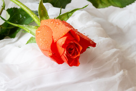 Red rose on white fabric with water drops, valentine conceptの写真素材