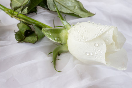 White rose with water drops on white fabric background. Close up.の写真素材