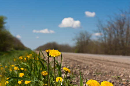 Spring flowers by the roadsideの写真素材