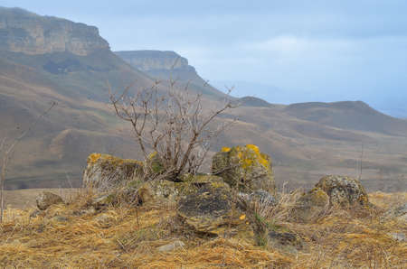 Dry tree on the hillsideの写真素材