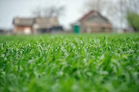 Wheat grows in the garden near the houseの写真素材