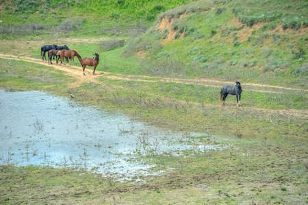 Wild horses come to drinkの写真素材