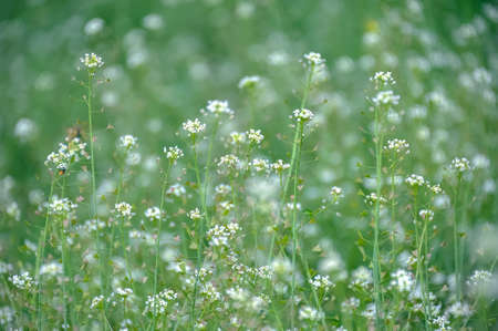 White wildflowersの写真素材