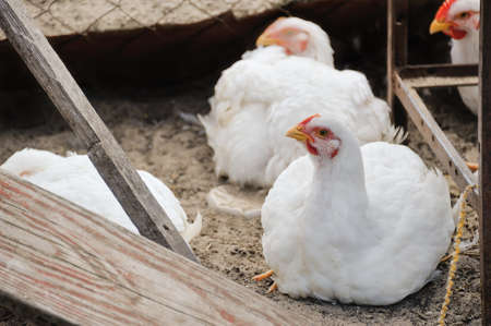 White chicken in the yard