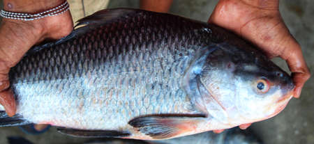 catla carp fish hand in nice blur backgroundの写真素材