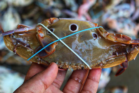 big marine Blue swimmer crab Portunus pelagicus in hand in different angle viewの写真素材