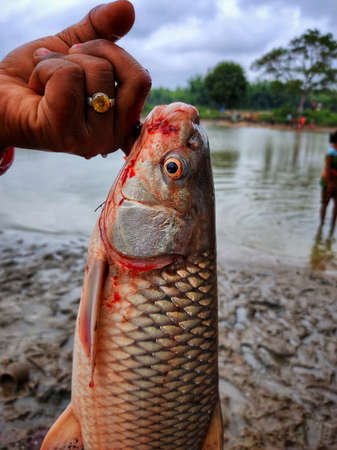 grass carp fish ctenopharyngadon in hand of farmerの写真素材
