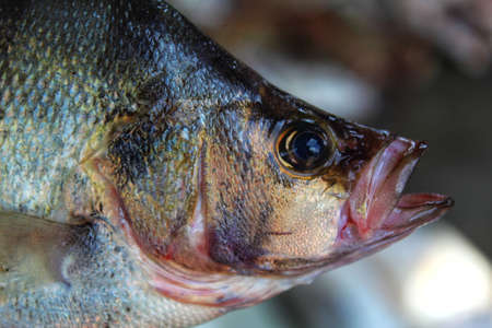 close up view of asian sea bass fish  in hand in nice blur background