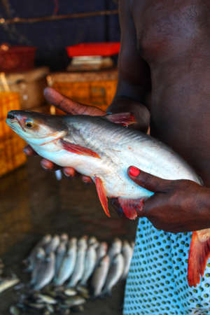 Pangassius sutchi fresh water blue line shark fish in hand of a fisherman