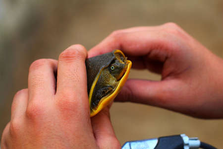 beautiful soft scale terrapin turtle in hand in nice blur background