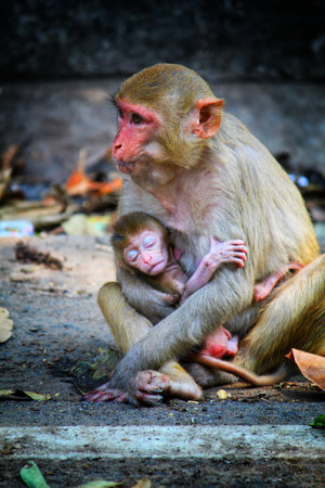 cute baby monkey with mother best ever mother's day theme animal photography