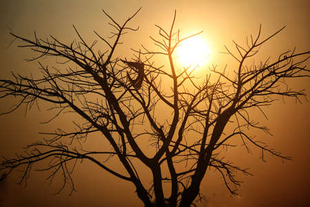 lonely tree with golden sky backlit background in african desertの写真素材