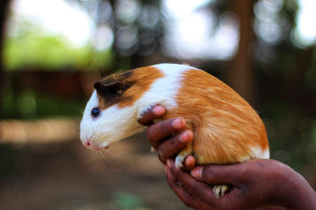 cute little guinea pig in hand in nice blur background animal wallpaper