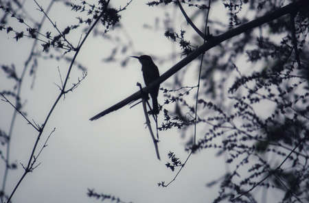 green bee eater bird sitting on tree branch in dark eveningの写真素材