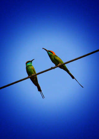 green bee eater bird couple sitting in blue sky Merops orientalis bird