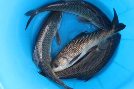 Rohu fish yearling seed in bucket after harvesting from pond