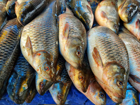 different variety of carp fish sale in indian bangladeshi fish marketの写真素材