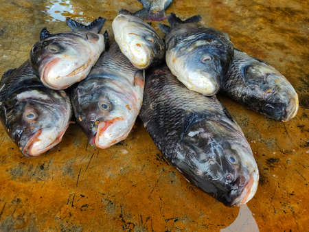freshly harvested big catla indian carp fish arranged in row in indian fish market for saleの写真素材