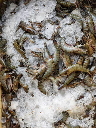huge quanity of fresh big monodon tiger prawn with ice in a container ready for exportの写真素材