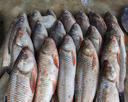 freshly harvested rohu fish arranged in row for sale in indian fish super marketの写真素材