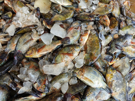 pile of freshly harvested tilapia fish with ice cubes ready for sale in asian fish market