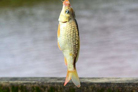 common carp cyprinus carpio fishing with hook and line hdの写真素材