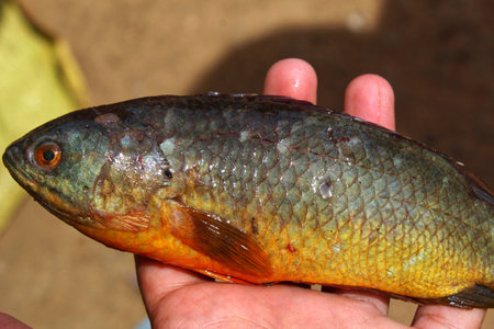 colorful Anabas fish climbing perch fish in hand in nice blur background