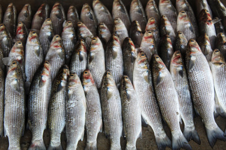 big mugil cephalus grey mullet fish arranged in ice for sale in indian fish marketの写真素材