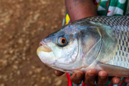 big catla carp fish in hand of a woman fish farmer of SHG group of odishaの写真素材