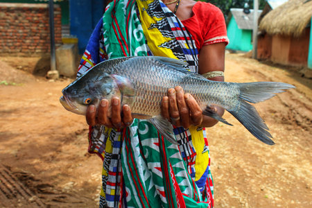 big indian catla carp fish in hand of women fish farmer big fish in hand close up view of head and eyeの写真素材