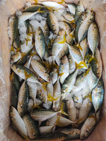 Yellow fin mackerel fish with ice in platic container ready for sale in fish marketの写真素材