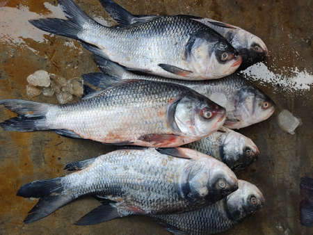pile of catla carp fish arranged in row for sale in indian fish market big carp selling in asiaの写真素材