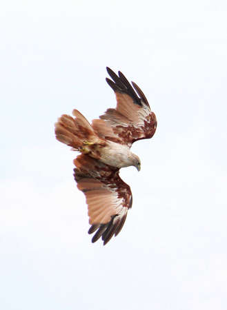 brown eagle flying majestically in sky with wings open