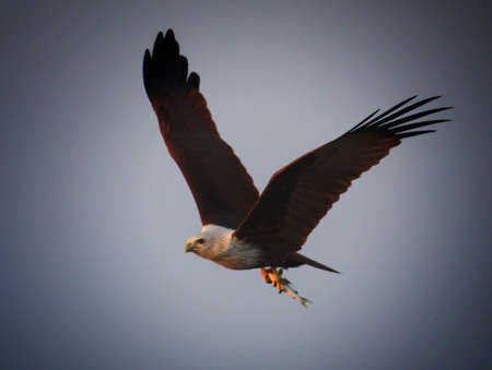 indian brown bald eagle flying majestically in blue skyの写真素材